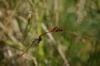 img_8550.jpg