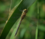 img_8630.jpg