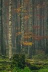 3X5A0258