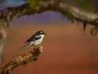 Southern fiscal