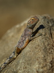 Anchieta's agama