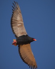 Bateleur