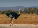 Common ostrich