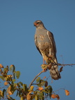 Gabar goshawk