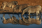 Plains zebra