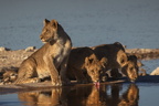 African lions