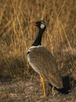 Northern black korhaan