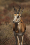 Springbok
