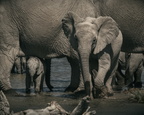 African elephant