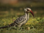 Red-billed hornbill