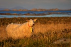 Livestock