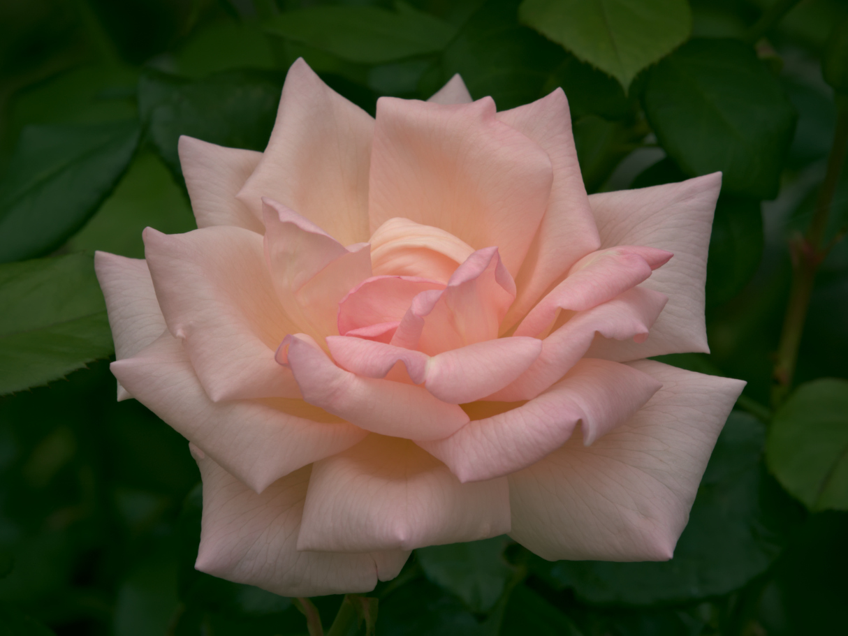 3X5A6905.JPG